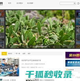 金台网